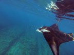 Manta ray (Manta alfredi) swimming at Ningaloo Reef.