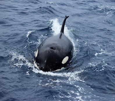 Killer Whale (Orcinus orca) seen at the Bremer Canyon field site. This animal is well known to the research team, and is known as ‘Split Tip’ due to her dorsal fin tear. Image taken under scientific permit.