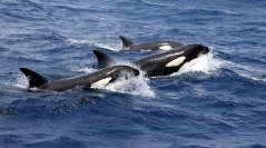 Killer whales (Orcinus orca) seen at Bremer Canyon, Western Australia. Image taken under scientific permit.