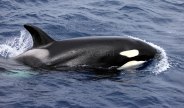 Killer whales (Orcinus orca) seen at Bremer Canyon, Western Australia. Image taken under scientific permit.