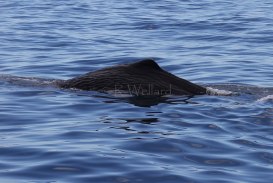 There are sperm whales (Physeter macrocephalus) galore out in Bremer Canyon. Image taken under scientific permit.