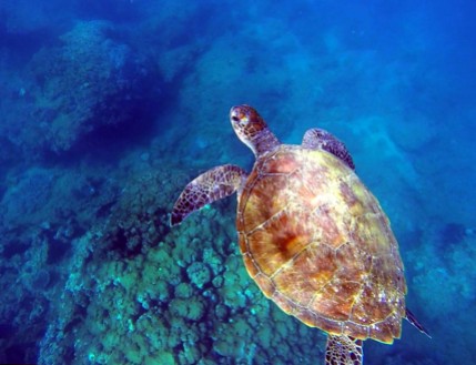 Sea turtles are everywhere and a joy to see out in the field at Ningaloo Reef.